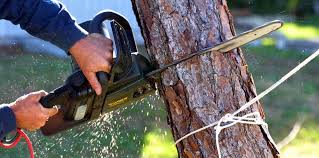 How Our Tree Care Process Works  in  Spring Lake Heights, NJ
