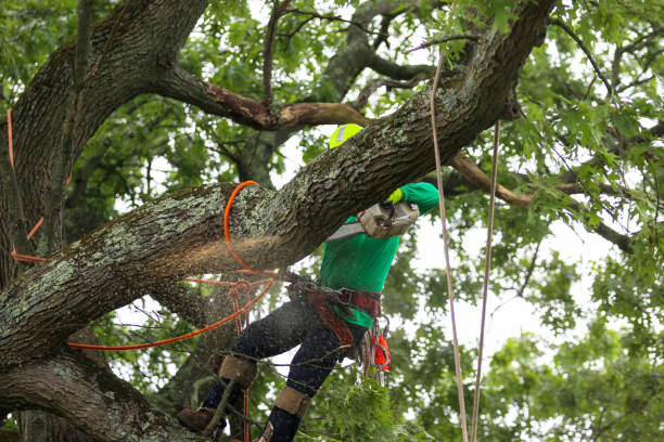 Reliable Spring Lake Heights, NJ Tree Care Solutions