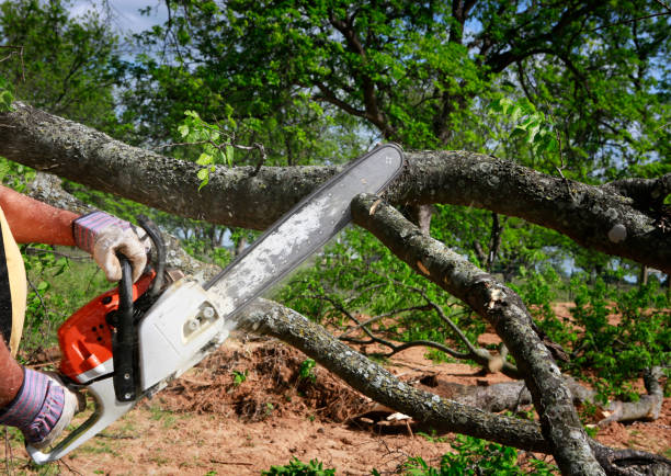 Lawn Watering Services in Spring Lake Heights, NJ